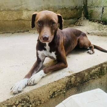 Labrador Retriever and Chocolate Labrador Retriever Dogs Available for Adoption - EVE | PetCurious