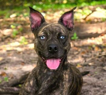Natalie -  Pit Bull Terrier Dog for Adoption in Mobile, Alabama - Natalie | PetCurious