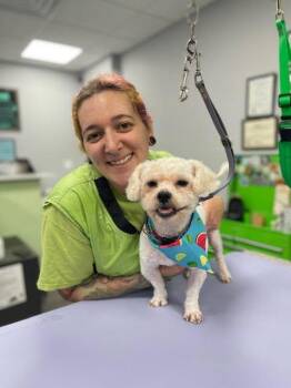 Dusty -  Miniature Poodle and Bichon Frise Dog for Adoption in Williamsburg, Virginia - Dusty | PetCurious