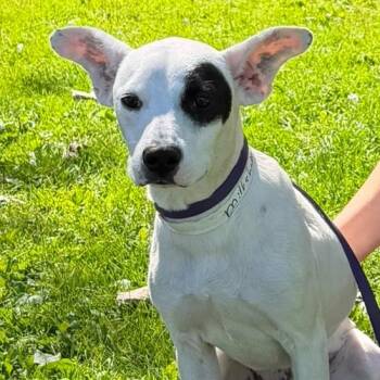 Milkshake -  Terrier and Mixed Breed Dog for Adoption in Pittsford, Vermont - Milkshake | PetCurious