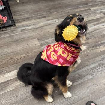 Sapphire -  Australian Shepherd Dog for Adoption in Sequatchie, Tennessee - Sapphire | PetCurious