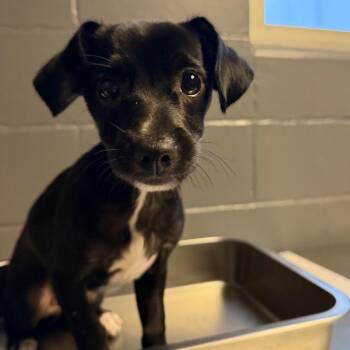 Chihuahua and Mixed Breed Dogs Available for Adoption in Tuscaloosa, Alabama - TUSC-Stray-84509 | PetCurious