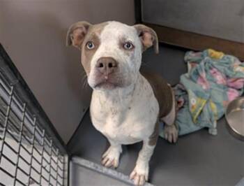 Pit Bull Terrier Dogs Available for Adoption in Antioch, California - ACADIA | PetCurious