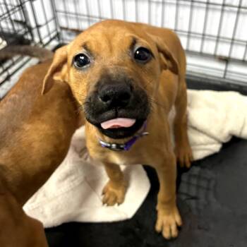 Mixed Breed and Redbone Coonhound Dogs Available for Adoption in Middleburg, Florida - Tove 28452 (Purple Collar) | PetCurious