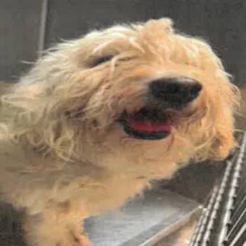 Vesper A2278829 -  Poodle Dog for Adoption in Los Angeles, California - Vesper A2278829 | PetCurious