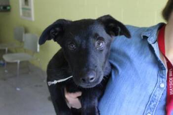 Salem -  Retriever and Mixed Breed Dog for Adoption in Kansas City, Missouri - Salem | PetCurious