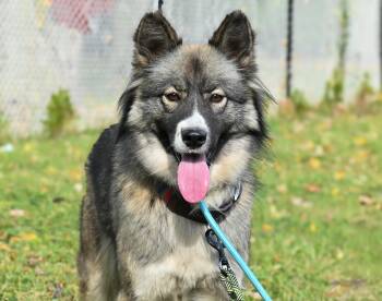 Rescue Siberian Husky Dogs for Adoption in Palos Heights, Illinois - Nala | PetCurious