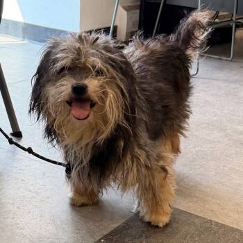 Oswald -  Mixed Breed Dog for Adoption in Philadelphia, Pennsylvania - Oswald | PetCurious
