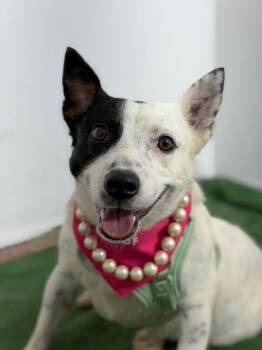 Winnie-One of our Amazing Rescue Dogs -  Corgi and Australian Cattle Dog Blue Heeler Dog for Adoption in Carlsbad, California - Winnie-One Of Our Amazing Rescue Dogs | PetCurious