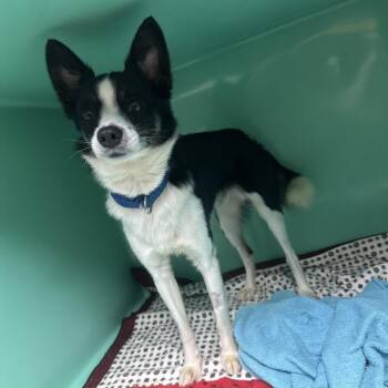D26-043 Joker -  Mixed Breed Dog for Adoption - D26-043 Joker | PetCurious