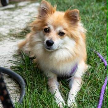 Foxie -  Pomeranian Dog for Adoption in Sinking Spring, Pennsylvania - Foxie | PetCurious
