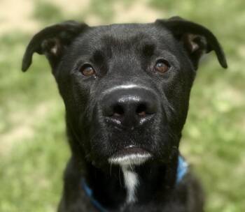 Milo -  Mixed Breed Dog for Adoption in Jackson, Michigan - Milo | PetCurious