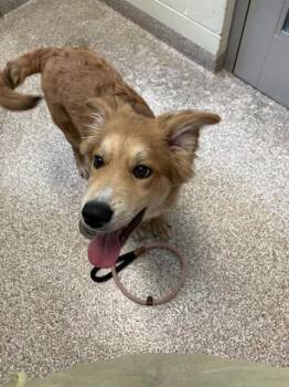 RUBY -  Golden Retriever and Mixed Breed Dog for Adoption in Pueblo, Colorado - RUBY | PetCurious