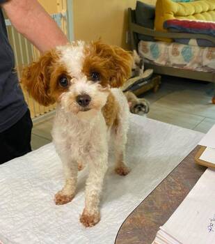She She (NOT YET AVAILABLE) -  Poodle Dog for Adoption in Benton, Louisiana - She She (NOT YET AVAILABLE) | PetCurious