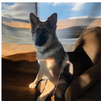German Shepherd Dog Dogs Available for Adoption - Athena | PetCurious