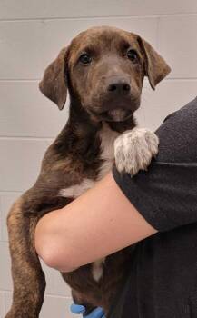Montana -  Mixed Breed Dog for Adoption in Chillicothe, Ohio - Montana | PetCurious
