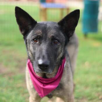 SANTANA -  German Shepherd Dog Dog for Adoption in San Antonio, Texas - SANTANA | PetCurious
