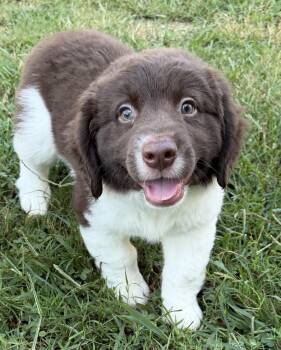 Kibbles -  Border Collie and Chocolate Labrador Retriever Dog for Adoption in Lawrenceville, Georgia - Kibbles | PetCurious