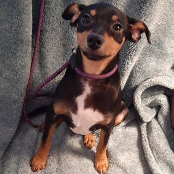 Chihuahua Dogs Available for Adoption - Rudi | PetCurious