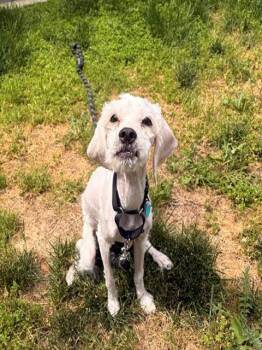 Cocker Spaniel and Poodle Dogs Available for Adoption in Leesburg, Virginia - TEDDY | PetCurious