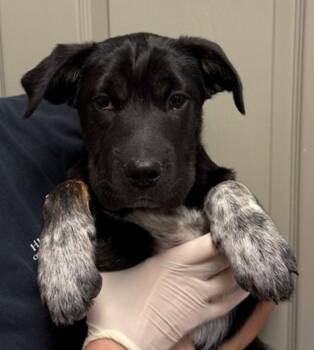 Shar Pei and Australian Cattle Dog Blue Heeler Dogs Available for Adoption in Littleton, Colorado - Bumble Bee | PetCurious