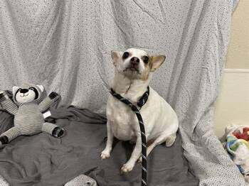 Chihuahua Dogs Available for Adoption in Modesto, California - A610379 | PetCurious