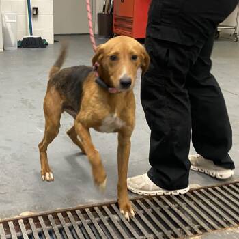 Toby -  American Foxhound Dog for Adoption in King George, Virginia - Toby | PetCurious