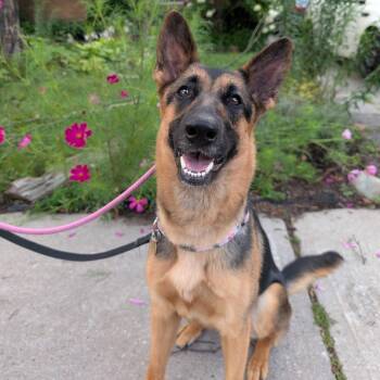 Inty -  German Shepherd Dog Dog for Adoption in Toronto, Ontario - Inty | PetCurious