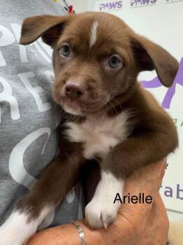 Ariel -  American Staffordshire Terrier and Husky Dog for Adoption in St. George, Utah - Ariel | PetCurious