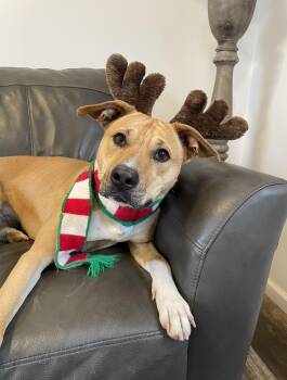 Rescue Shepherd and Mixed Breed Dogs for Adoption in Oxford, Michigan - Puddin