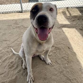 Pit Bull Terrier and Mixed Breed Dogs Available for Adoption in Thousand Palms, California - COLT | PetCurious