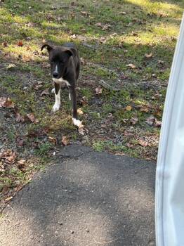 Rescue Mixed Breed Dogs for Adoption in Oxford, North Carolina - Levi | PetCurious