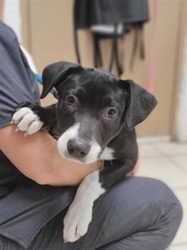 Mixed Breed Dogs Available for Adoption in Largo, Florida - Rhodes | PetCurious