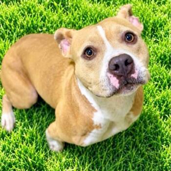 Mandy -  Terrier Dog for Adoption in Battle Creek, Michigan - Mandy | PetCurious