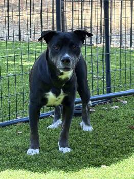 Hazel -  American Staffordshire Terrier Dog for Adoption in San Diego, California - Hazel | PetCurious