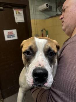 Saint Bernard and Mixed Breed Dogs Available for Adoption - LUNA | PetCurious