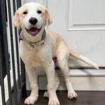 Marshmallow -  Great Pyrenees and Labrador Retriever Dog for Adoption in Chatham, New Jersey - Marshmallow | PetCurious