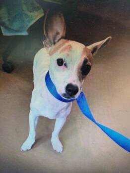 Chihuahua and Shepherd Dogs Available for Adoption - Pickles | PetCurious