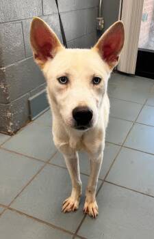 Dak -  Mixed Breed Dog for Adoption in Nashville, Tennessee - Dak | PetCurious