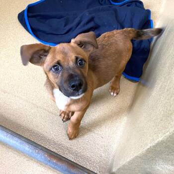 Ipsy -  Shepherd and Mixed Breed Dog Available for Adoption in Monroe, Georgia - Ipsy | PetCurious