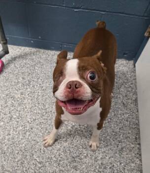 Butters -  Boston Terrier Dog for Adoption in Grants Pass, Oregon - Butters | PetCurious
