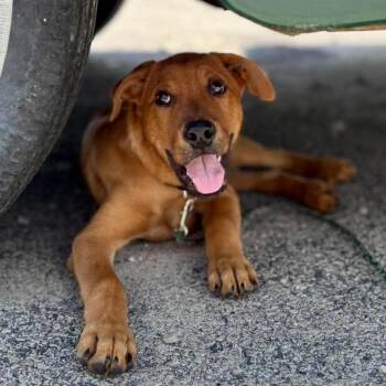 Phoenix -  Mixed Breed Dog for Adoption in Glocester, Rhode Island - Phoenix | PetCurious