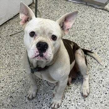 Moshi Moshi -  American Bulldog and Mixed Breed Dog for Adoption in Hattiesburg, Mississippi - Moshi Moshi | PetCurious