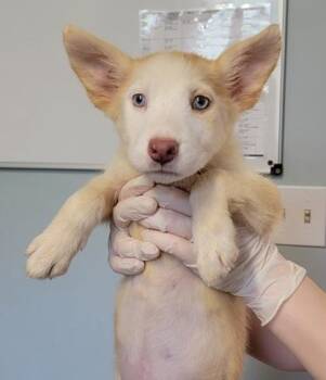Hartley -  Mixed Breed Dog for Adoption in West Chester, Pennsylvania - Hartley | PetCurious