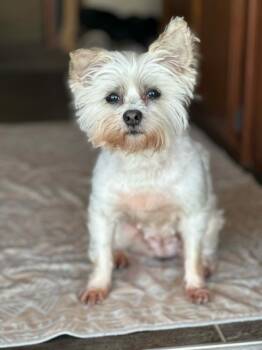 Sandy -  Yorkshire Terrier Dog for Adoption in De Pere, Wisconsin - Sandy | PetCurious