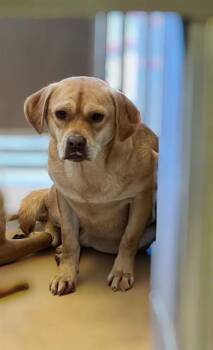 Beagle and Pug Dogs Available for Adoption - GOLDIE | PetCurious
