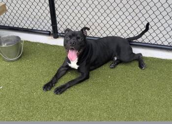 Rescue Mixed Breed Dogs for Adoption in Atlanta, Georgia - Guthrie | PetCurious