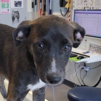 Rescue Mixed Breed Dogs for Adoption in Las Cruces, New Mexico - 99184 | PetCurious