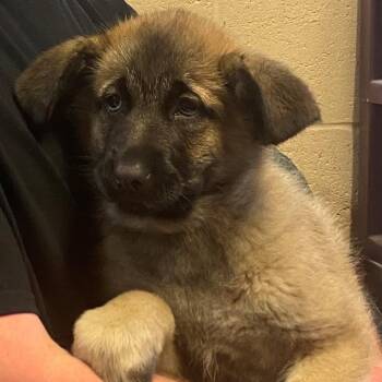 German Shepherd Dog Dogs Available for Adoption in Kittanning, Pennsylvania - Pattys Shep 0037 | PetCurious