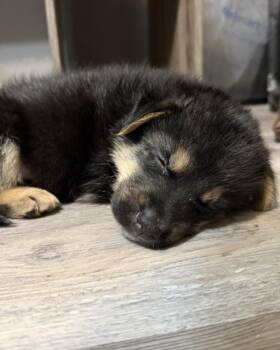 German Shepherd Dog and Labrador Retriever Dogs Available for Adoption in Grafton, Massachusetts - Beaker | PetCurious